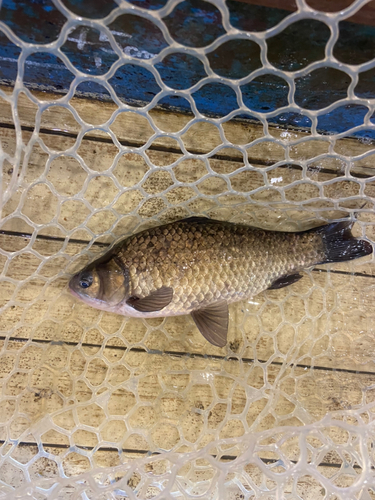 フナの釣果