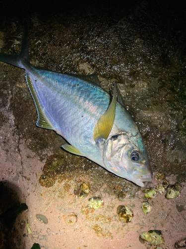 シマアジの釣果