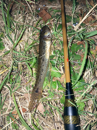 マハゼの釣果