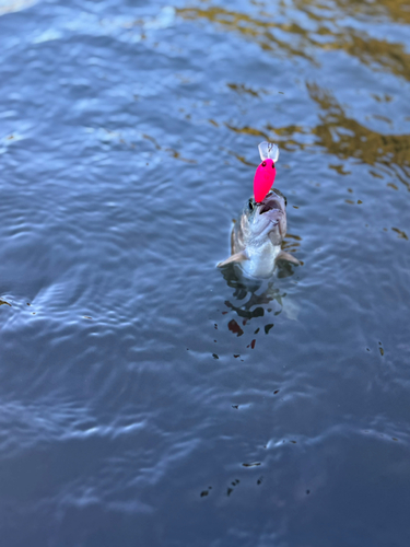 トラウトの釣果