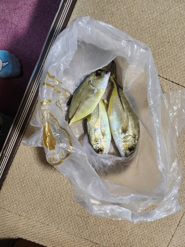 ヒラアジの釣果