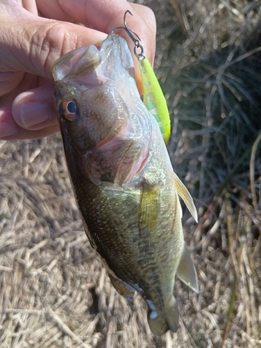 ラージマウスバスの釣果