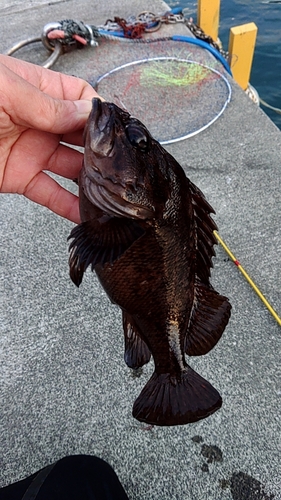 三陸海岸（岩手）