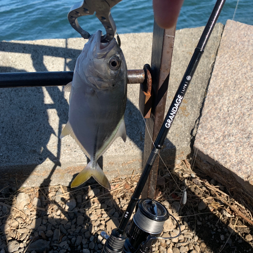 メッキの釣果