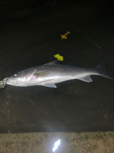 スズキの釣果