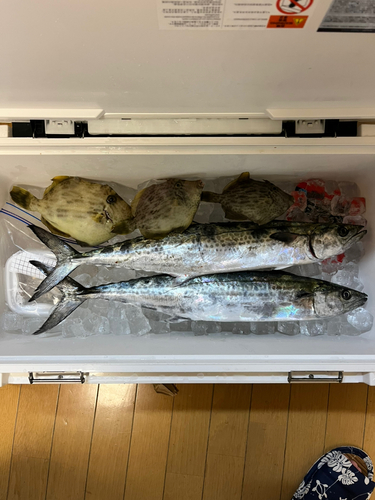 サゴシの釣果