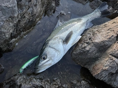 マルスズキの釣果