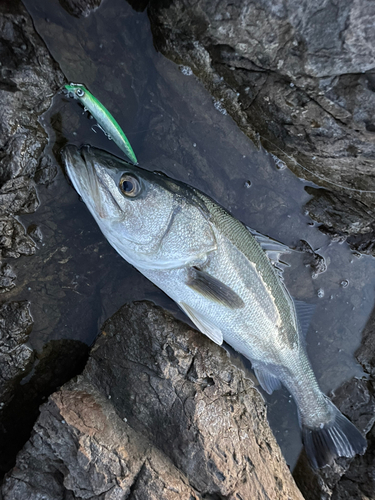 マルスズキの釣果