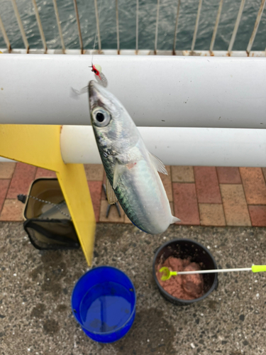 日明海峡釣り公園