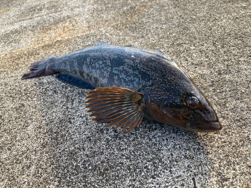 アイナメの釣果