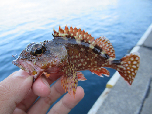 カサゴの釣果