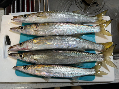 カマスの釣果