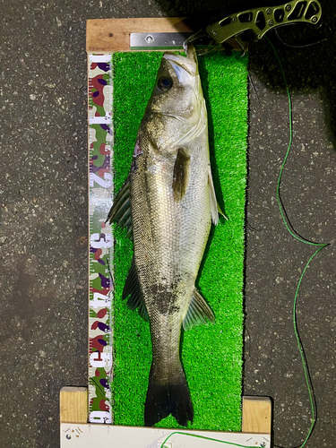 シーバスの釣果