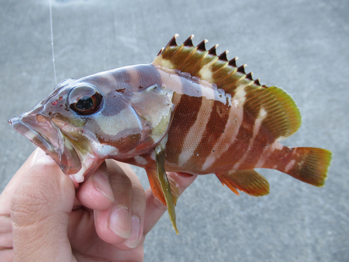 アカハタの釣果