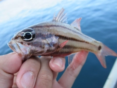 オオスジイシモチの釣果