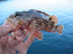 カサゴの釣果