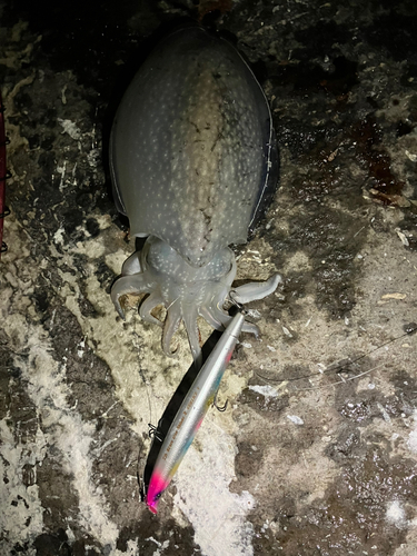 シリヤケイカの釣果