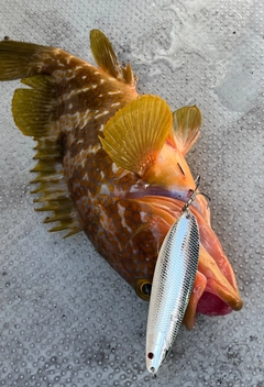 アコウの釣果