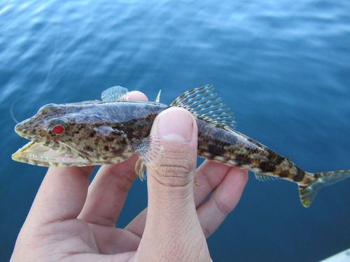 エソの釣果