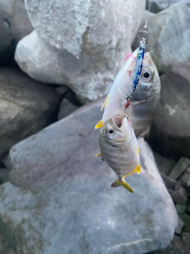 メッキの釣果