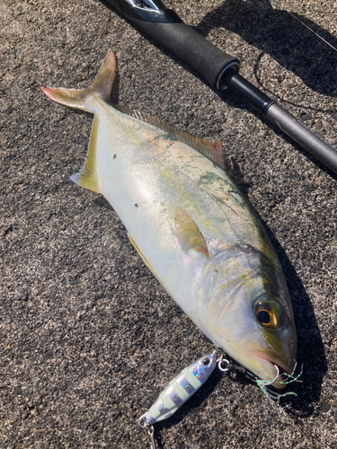 ショゴの釣果