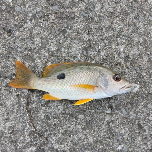 クロホシフエダイの釣果