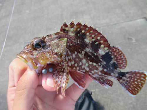 カサゴの釣果