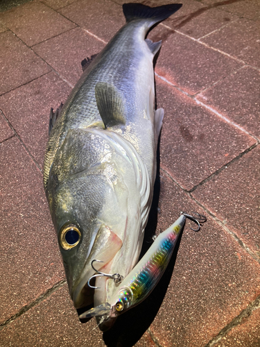 シーバスの釣果