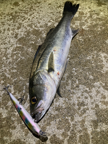 シーバスの釣果