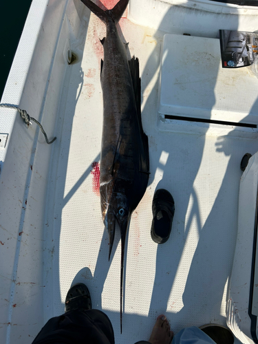 バショウカジキの釣果