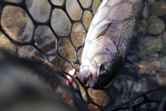 レインボートラウトの釣果