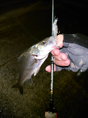 セイゴ（マルスズキ）の釣果