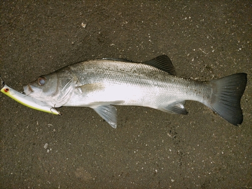 ヒラスズキの釣果