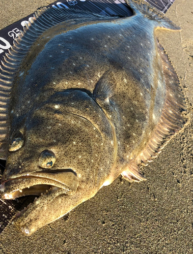 ヒラメの釣果