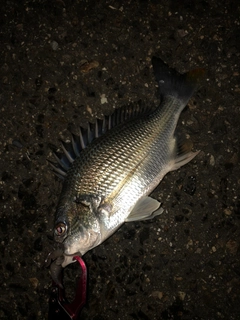 キビレの釣果