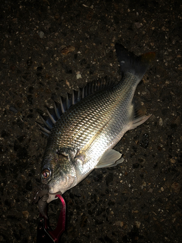 キビレの釣果