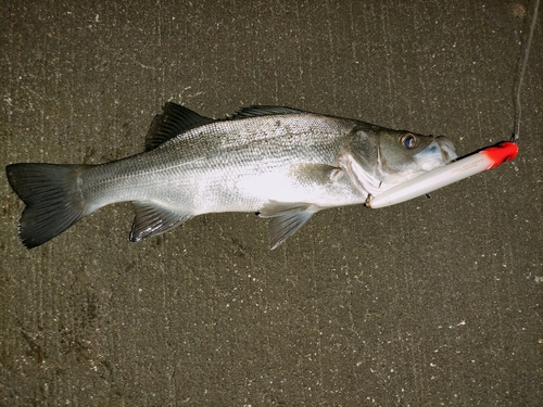 ヒラスズキの釣果