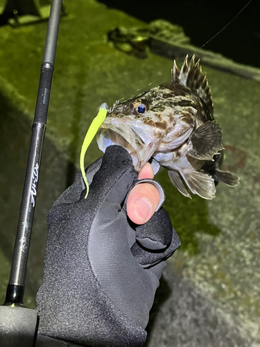 タケノコメバルの釣果