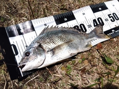キビレの釣果