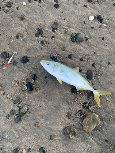 イナダの釣果