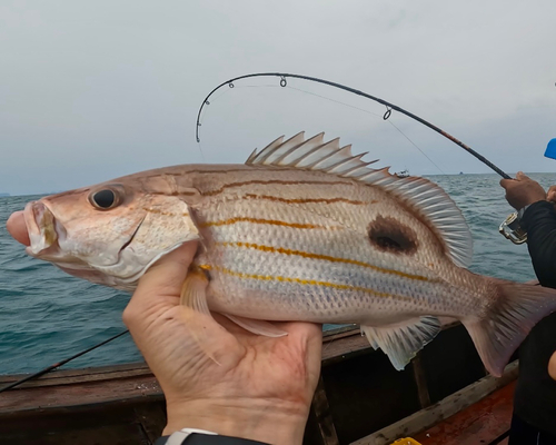 クロホシフエダイの釣果