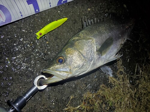 シーバスの釣果