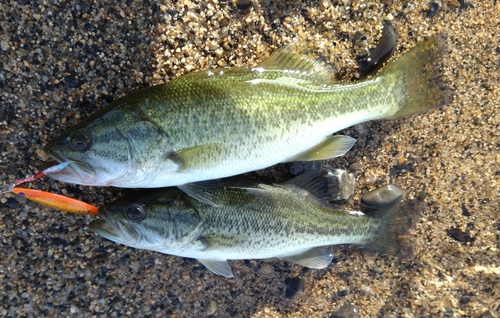 ラージマウスバスの釣果