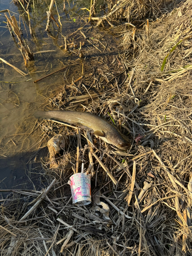 ナマズの釣果