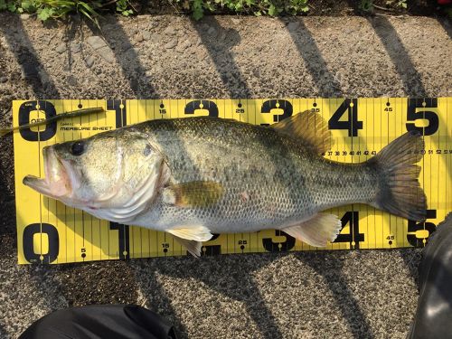 ブラックバスの釣果