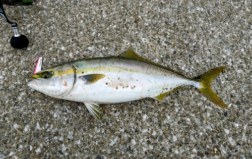 ハマチの釣果