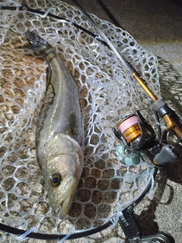 セイゴ（マルスズキ）の釣果