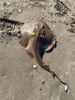 ウチワザメの釣果