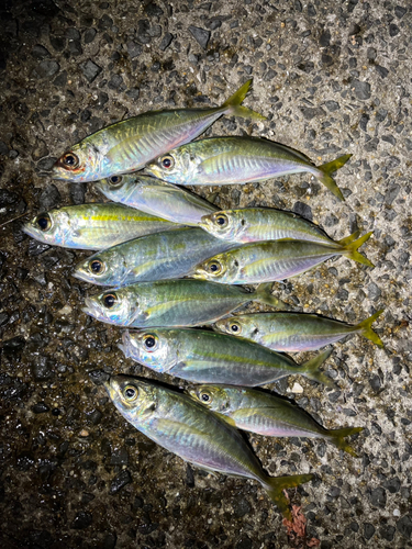 紀伊水道