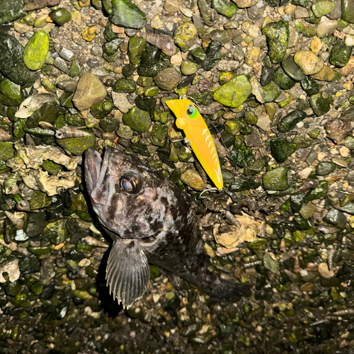 ソイの釣果